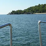 Dolphin Sarigerme